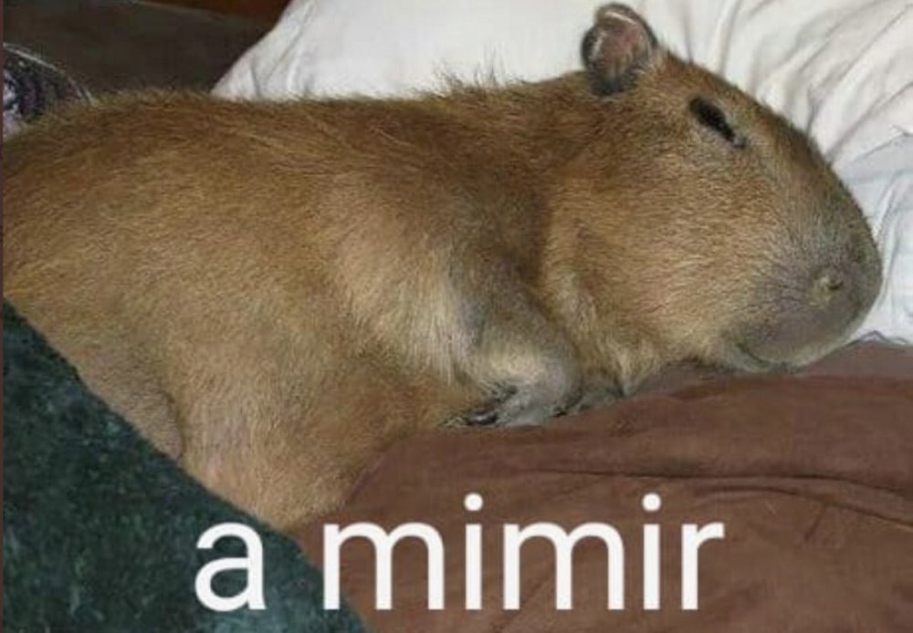 5271_-_a_mimir_capybara_language_spanish_mimir_text.jpg